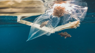 Ein Sargassofisch hat sich in einer Plastiktüte verfangen.