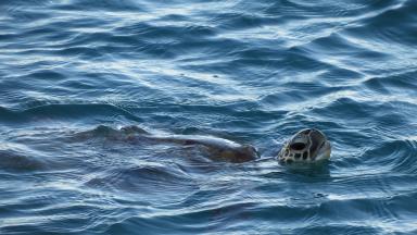 Schildkröten sind im Ozean vielen Gefahren ausgesetzt, darunter Meeresmüll ©IASS/Carole Durussel